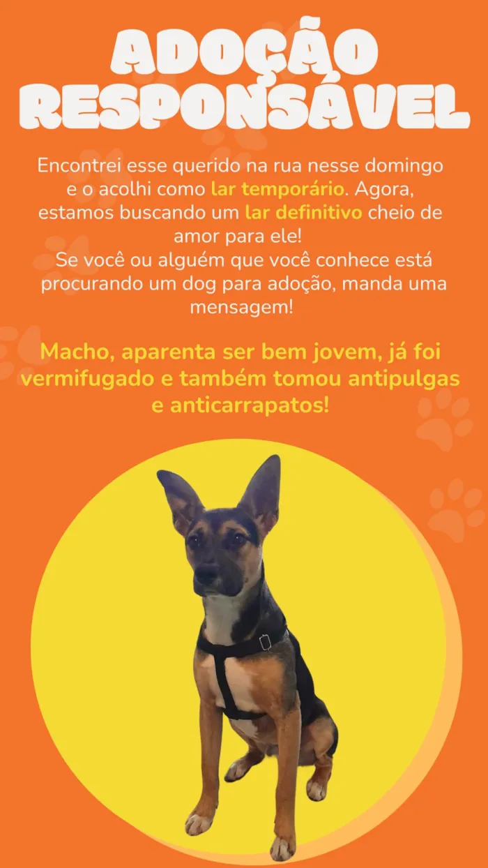 Cachorro ra a SRD-ViraLata idade 7 a 11 meses nome Pedro