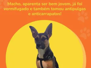 Cachorro raça SRD-ViraLata idade 7 a 11 meses nome Pedro