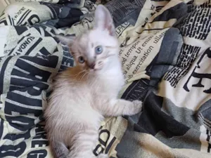 Gato raça Siamês idade Abaixo de 2 meses nome Siames adocao