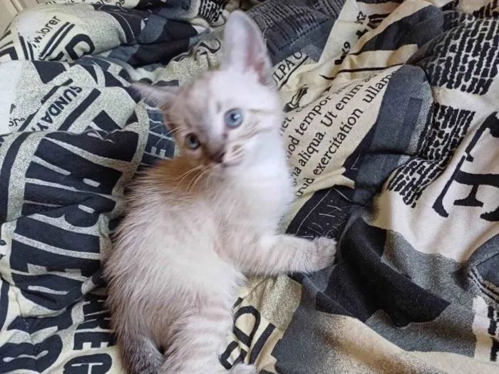 Gato ra a Siamês idade Abaixo de 2 meses nome Siames adocao