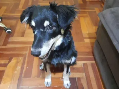 Cachorro raça SRD-ViraLata idade 7 a 11 meses nome Meg