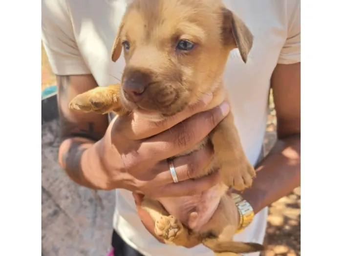Cachorro ra a SRD-ViraLata idade Abaixo de 2 meses nome não tem nome ainda
