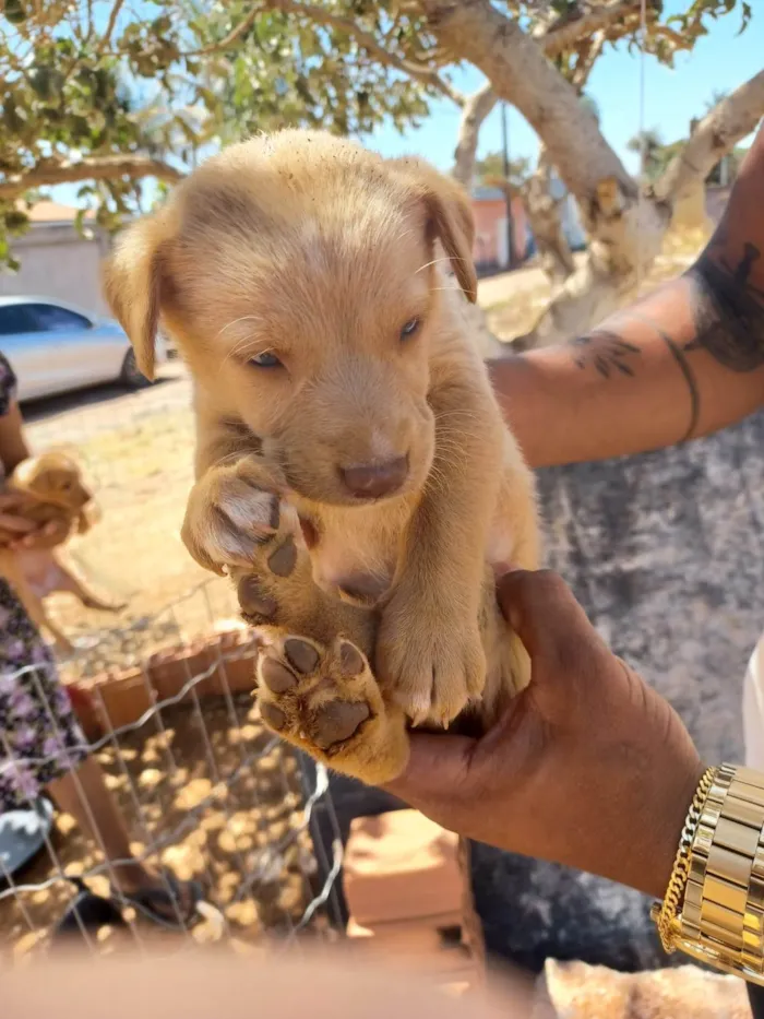 Cachorro ra a SRD-ViraLata idade Abaixo de 2 meses nome não tem nome ainda 