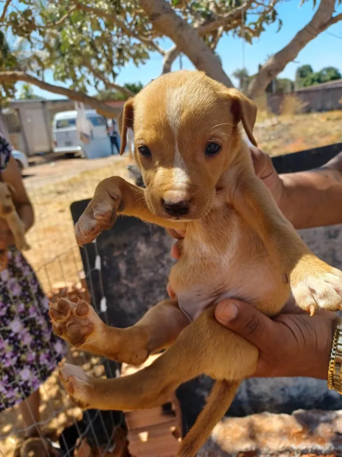 Cachorro ra a SRD-ViraLata idade Abaixo de 2 meses nome não tem nome ainda 