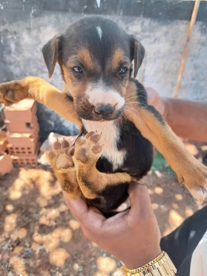 Cachorro ra a SRD-ViraLata idade Abaixo de 2 meses nome não tem nome ainda 