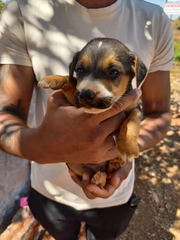 Cachorro ra a SRD-ViraLata idade Abaixo de 2 meses nome não tem nome ainda 