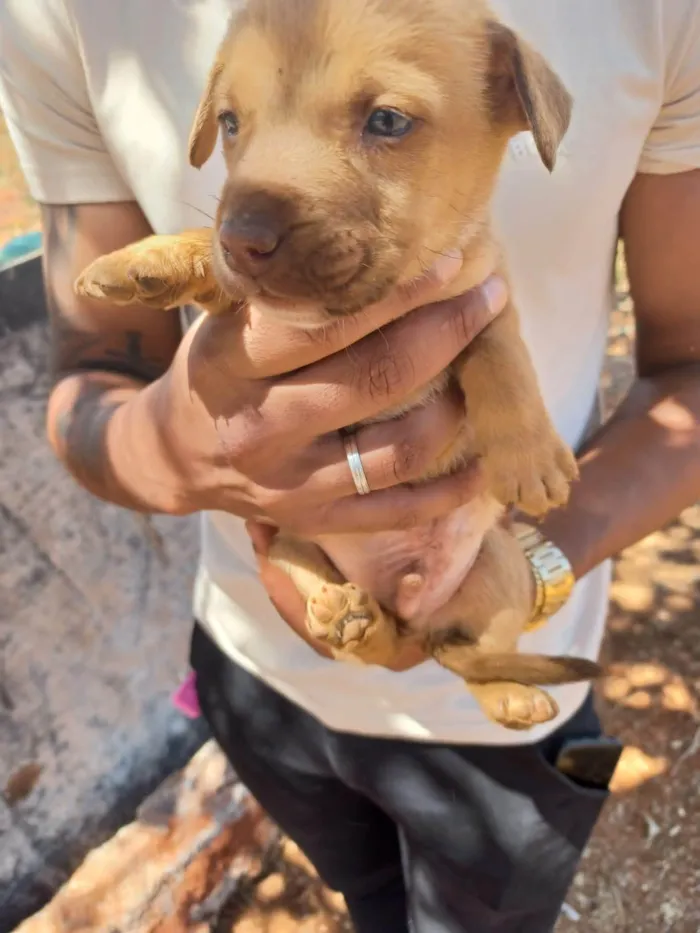 Cachorro ra a SRD-ViraLata idade Abaixo de 2 meses nome não tem nome ainda 