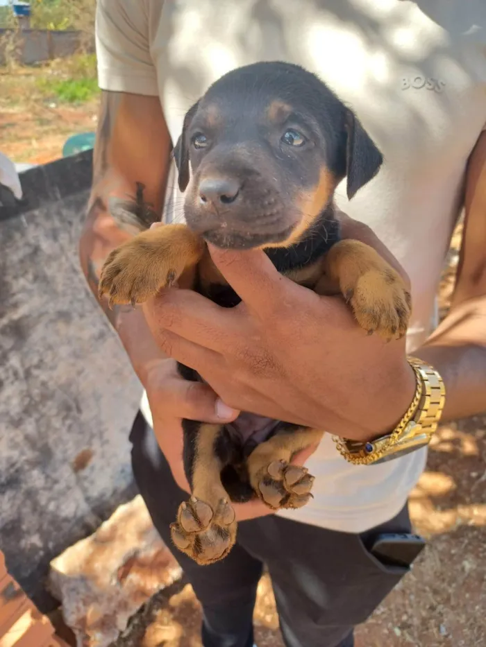 Cachorro ra a SRD-ViraLata idade Abaixo de 2 meses nome não tem nome ainda 