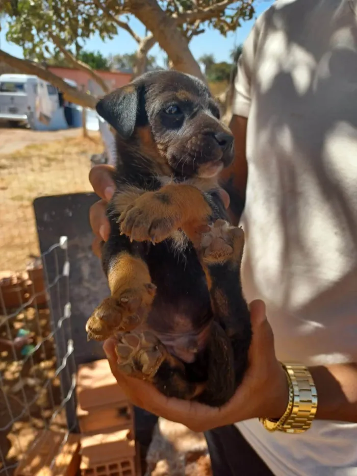 Cachorro ra a SRD-ViraLata idade Abaixo de 2 meses nome não tem nome ainda 