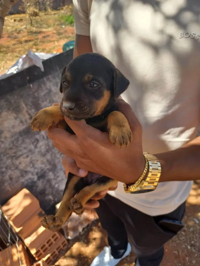 Cachorro ra a SRD-ViraLata idade Abaixo de 2 meses nome não tem nome ainda 