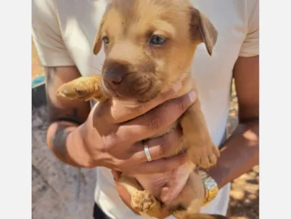 Cachorro raça SRD-ViraLata idade Abaixo de 2 meses nome não tem nome ainda 