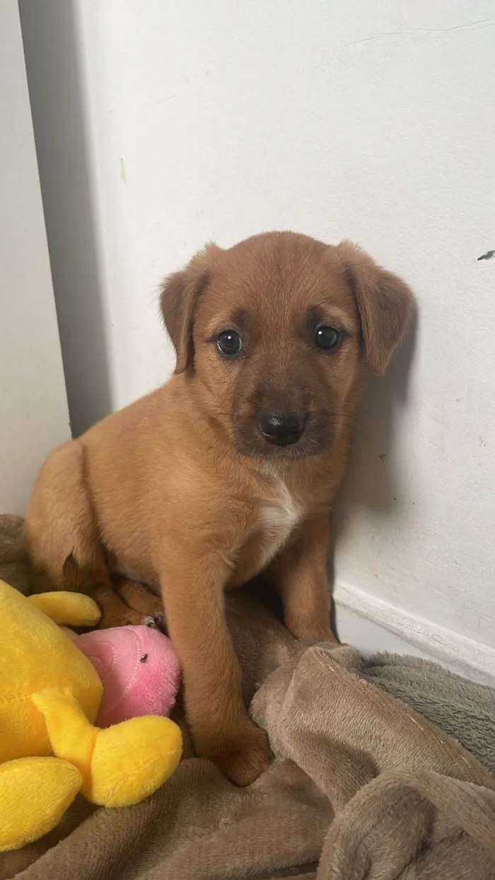 Cachorro ra a Perdigueiro idade Abaixo de 2 meses nome Doação fêmea filhote