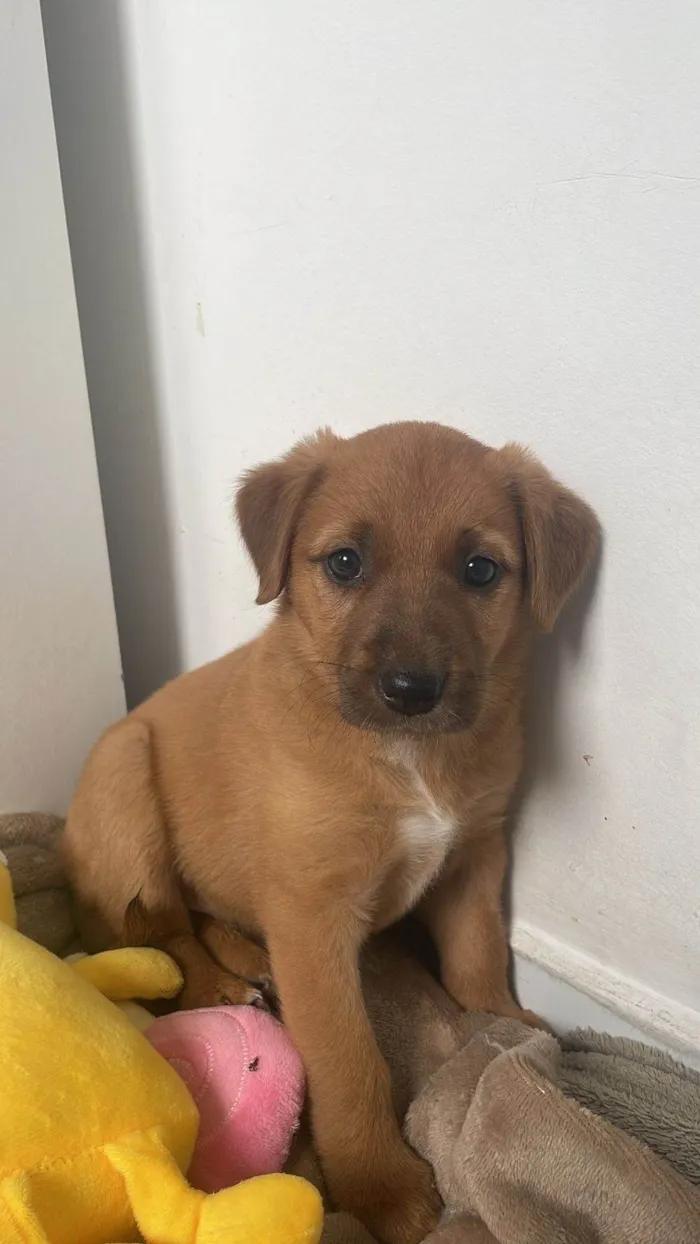 Cachorro ra a Perdigueiro idade Abaixo de 2 meses nome Doação fêmea filhote