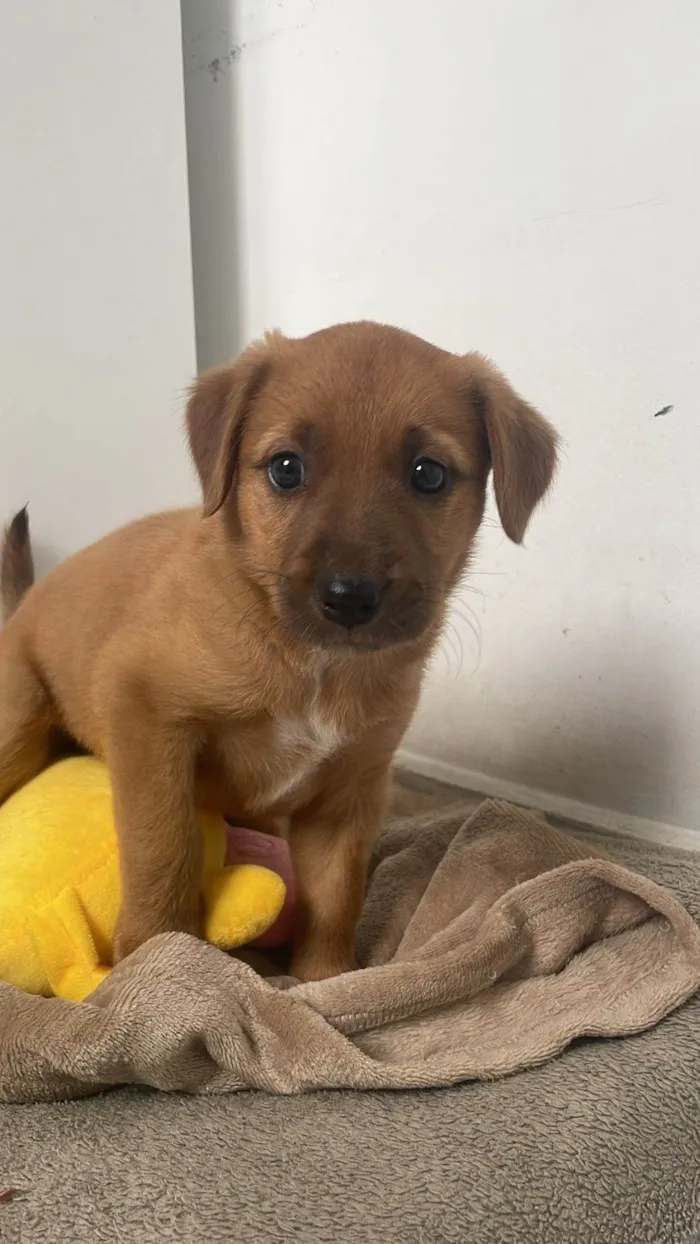 Cachorro ra a Perdigueiro idade Abaixo de 2 meses nome Doação fêmea filhote