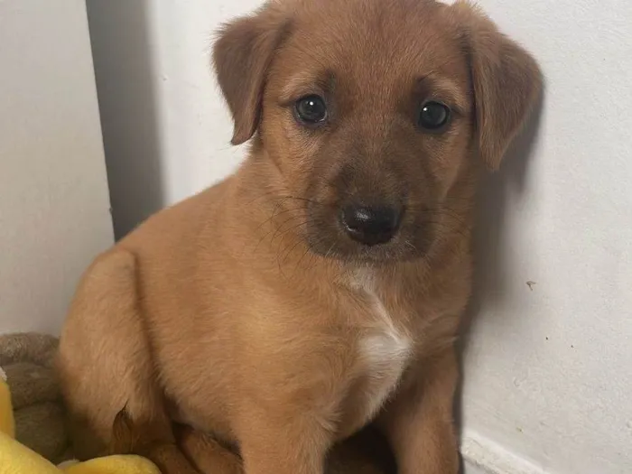 Cachorro ra a Perdigueiro idade Abaixo de 2 meses nome Doação fêmea filhote