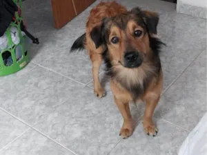 Cachorro raça SRD-ViraLata idade 2 anos nome café 