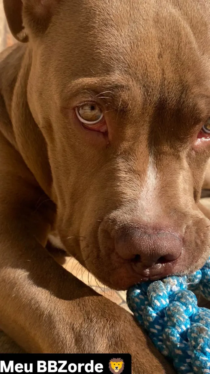 Cachorro ra a Pit-Bull idade 1 ano nome Mufasa