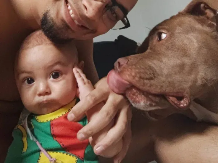 Cachorro ra a Pit-Bull idade 1 ano nome Mufasa