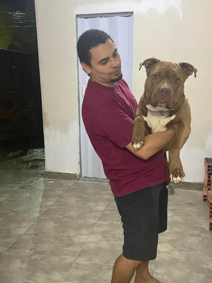 Cachorro ra a Pit-Bull idade 1 ano nome Mufasa