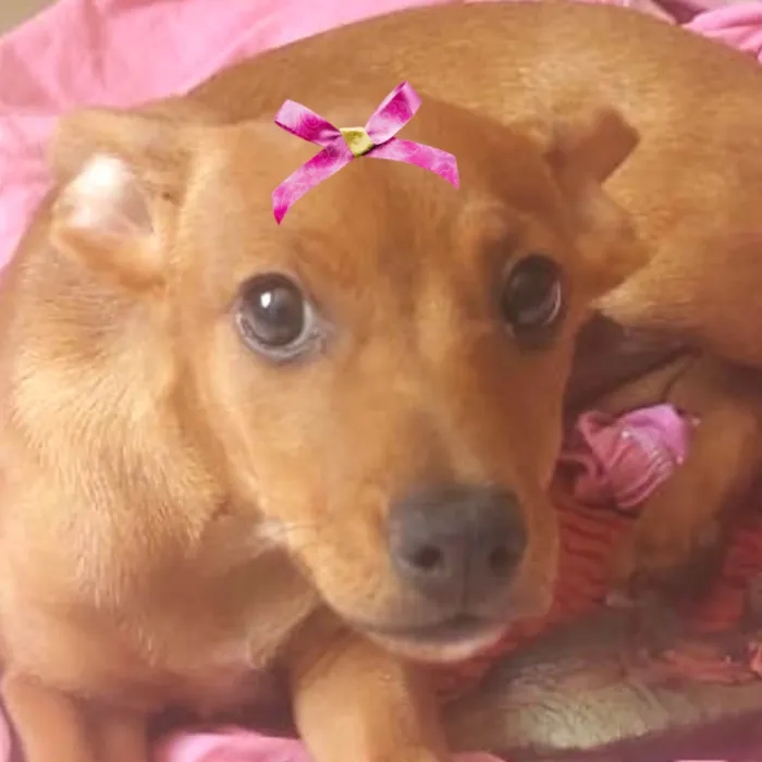 Cachorro ra a SRD-ViraLata idade 2 a 6 meses nome Pitty 