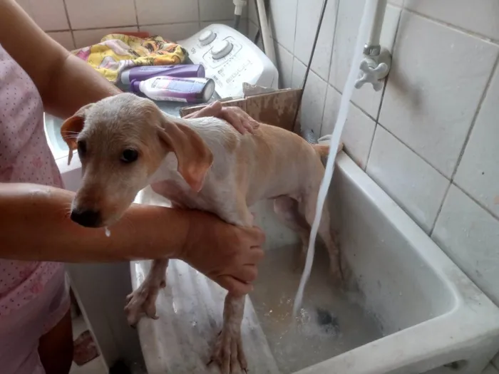 Cachorro ra a SRD-ViraLata idade 2 a 6 meses nome Branquinha 