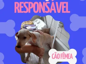 Cachorro raça SRD-ViraLata idade 2 a 6 meses nome Branquinha 