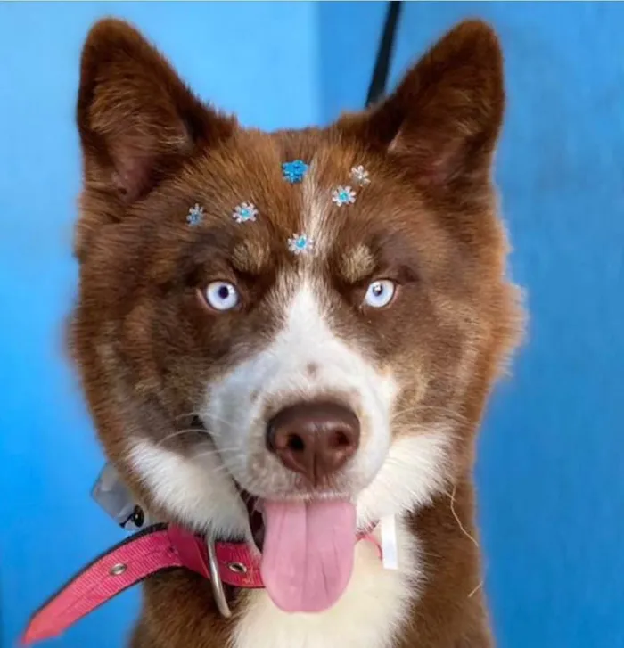 Cachorro ra a Husky Siberiano idade 1 ano nome Ravena 