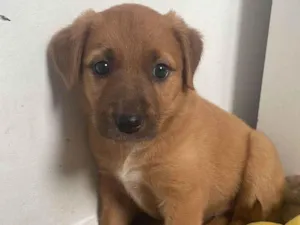 Cachorro raça Perdigueiro idade Abaixo de 2 meses nome Doação fêmea filhote