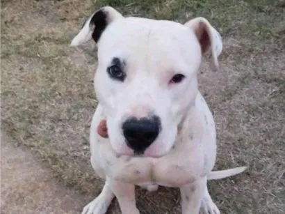 Cachorro raça Pit-Bull idade 1 ano nome Aquiles