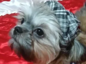 Cachorro raça Shitzu idade 2 a 6 meses nome Chocolate 