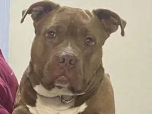 Cachorro raça Pit-Bull idade 1 ano nome Mufasa