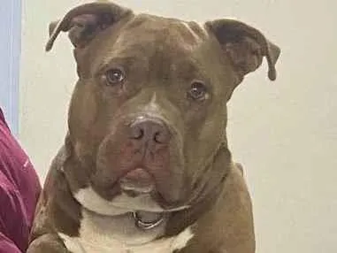 Cachorro ra a Pit-Bull idade 1 ano nome Mufasa