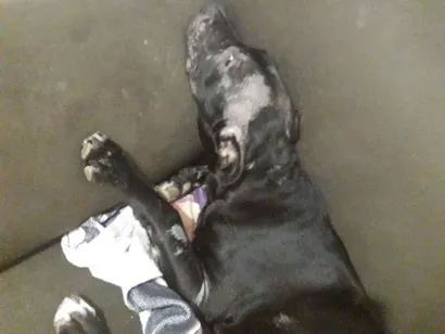 Cachorro raça Pit-Bull idade 5 anos nome Duk