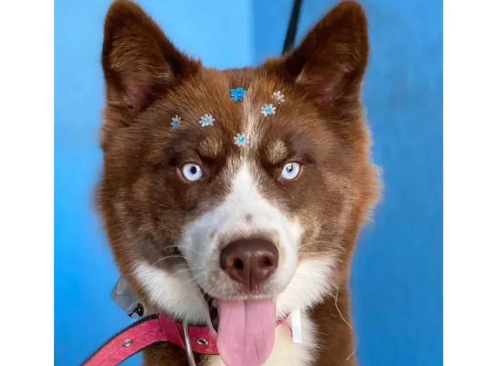 Cachorro ra a Husky Siberiano idade 1 ano nome Ravena 