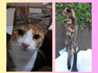 Gato raça SRD-ViraLata idade 3 anos nome GAYA GABRIELA 