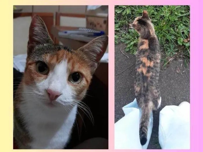 Gato ra a SRD-ViraLata idade 3 anos nome GAYA GABRIELA 