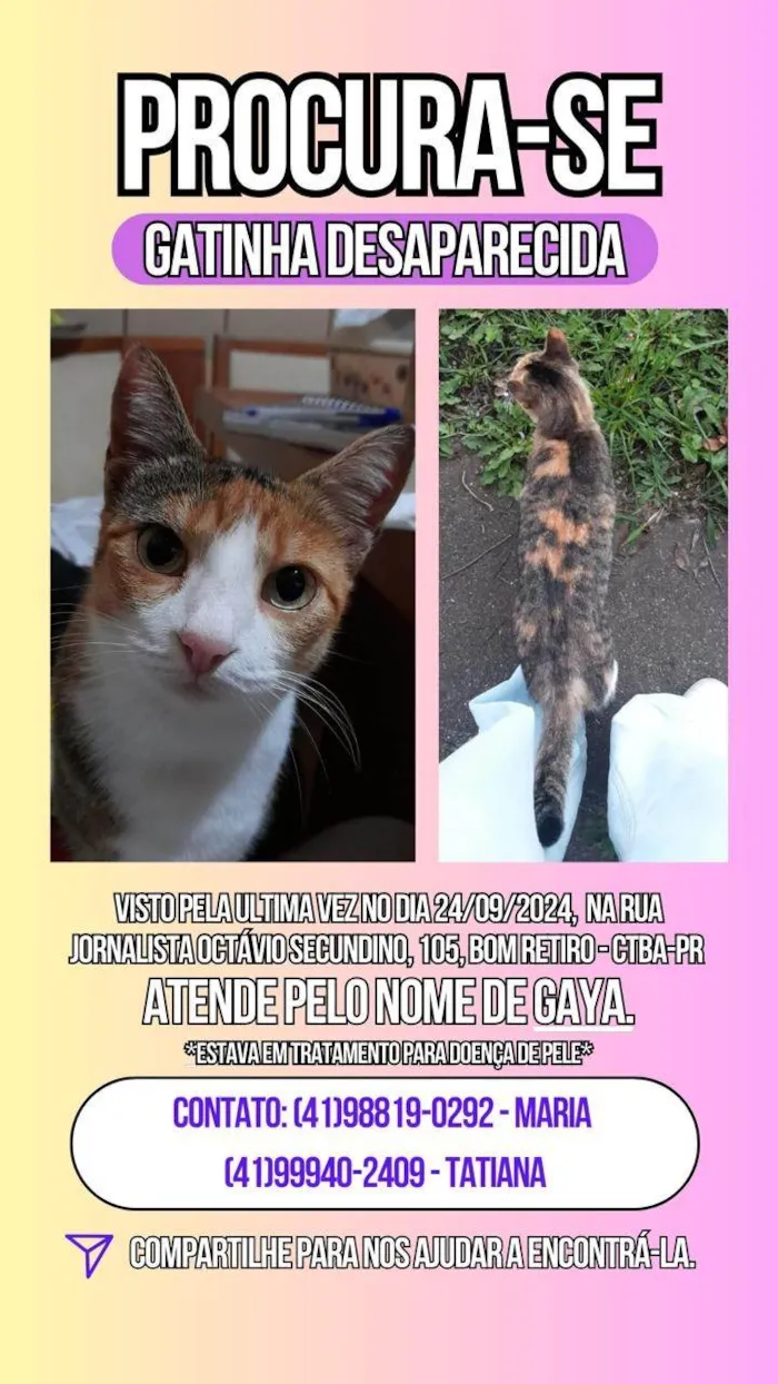 Gato ra a SRD-ViraLata idade 3 anos nome GAYA GABRIELA 