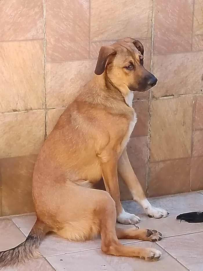 Cachorro ra a SRD-ViraLata idade 7 a 11 meses nome Billy e lucky