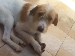 Cachorro raça SRD-ViraLata idade 7 a 11 meses nome Billy e lucky