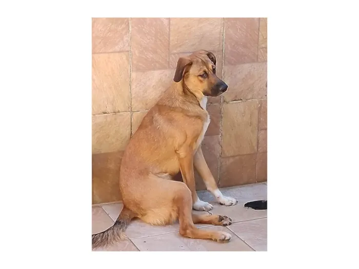 Cachorro ra a SRD-ViraLata idade 7 a 11 meses nome Billy e lucky