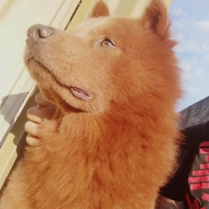 Cachorro ra a Chow Chow idade 6 ou mais anos nome LINCOLN