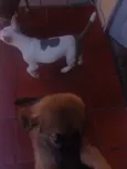 Simba, bela e cascudo