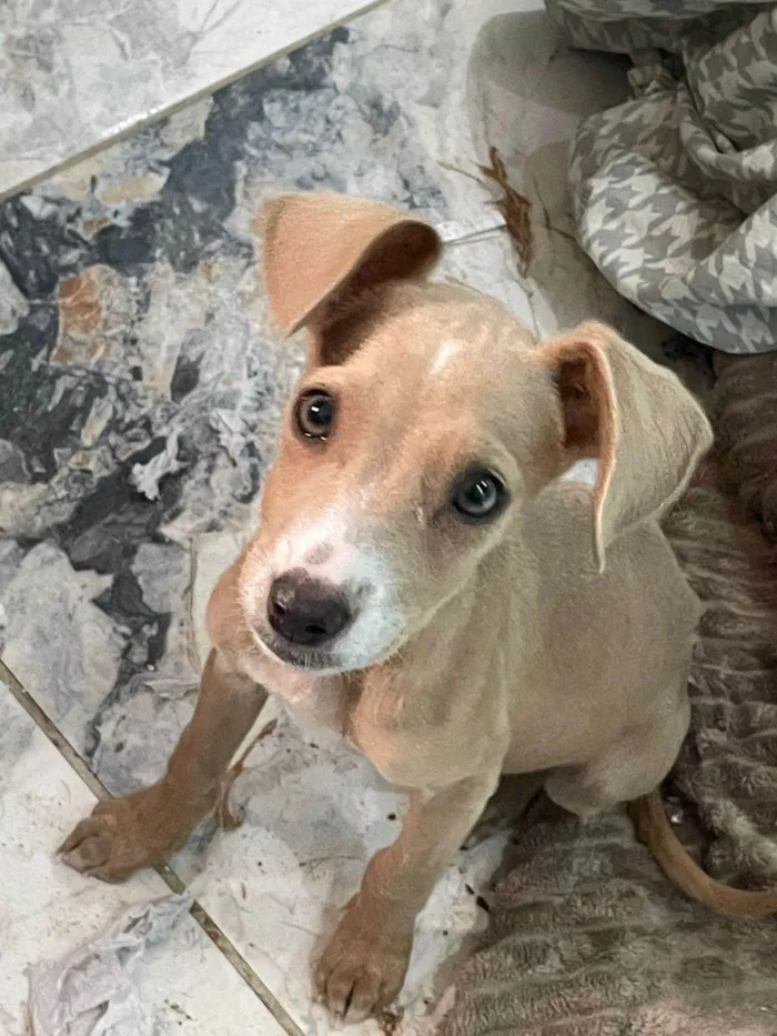 Cachorro ra a SRD-ViraLata idade 2 a 6 meses nome Maria