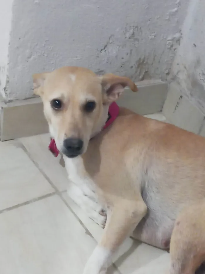 Cachorro ra a SRD-ViraLata idade 2 a 6 meses nome Bela 