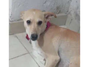 Cachorro raça SRD-ViraLata idade 2 a 6 meses nome Bela 