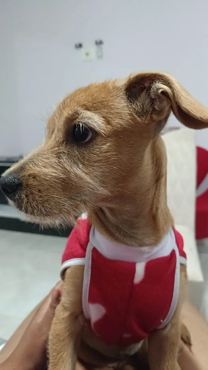 Cachorro ra a SRD-ViraLata idade 2 a 6 meses nome Ainda sem nome 