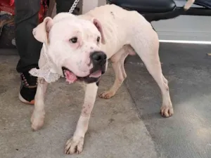 Cachorro raça Pit-Bull idade 3 anos nome MAX