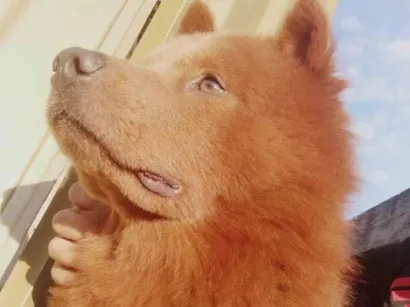 Cachorro raça Chow Chow idade 6 ou mais anos nome LINCOLN