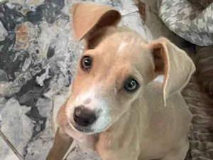 Cachorro raça SRD-ViraLata idade 2 a 6 meses nome Maria