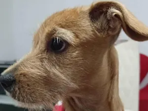 Cachorro raça SRD-ViraLata idade 2 a 6 meses nome Ainda sem nome 